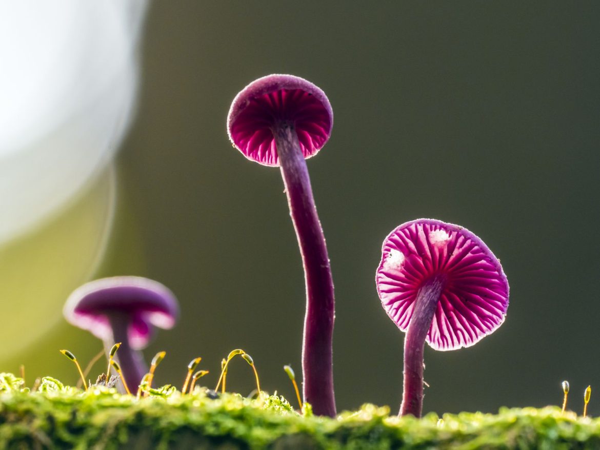 The Essentials for Delving into Amanita Magic Mushroom Gummies