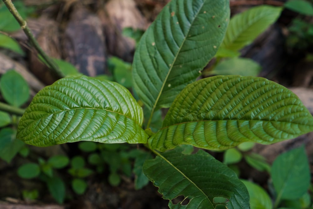 Exploring the Healing Powers: The Ultimate Guide to Kratom Strains for Health